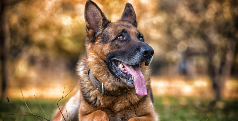 A German Shepherd lies in the grass with their tongue hanging out