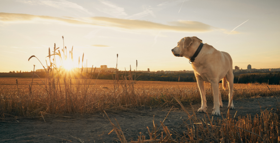 A yellow Labrador looks over their shoulder at the sunset behind