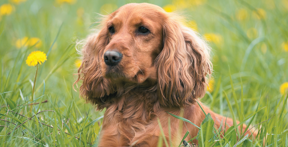 Red Cocker Spaniel amongst dandelions