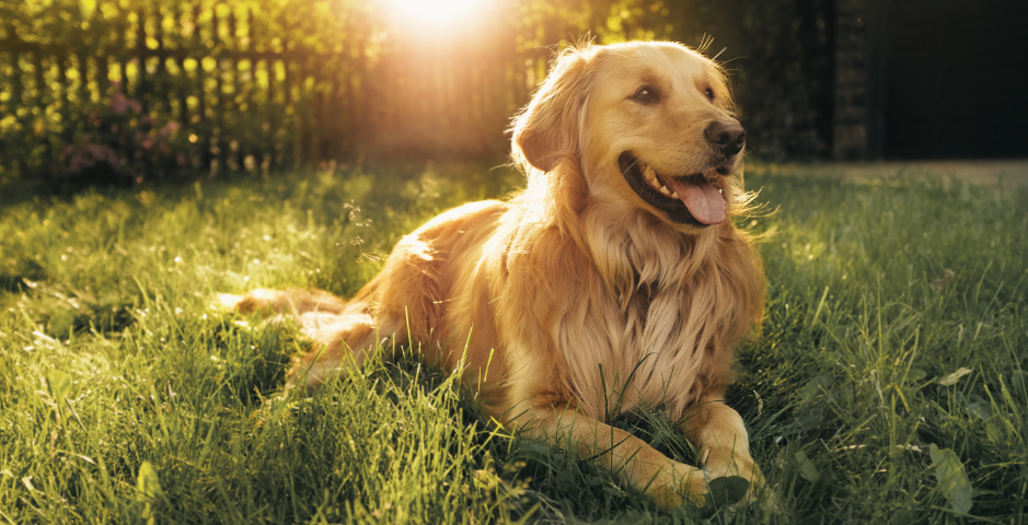 A Golden Retriever lies on the grass in the sun