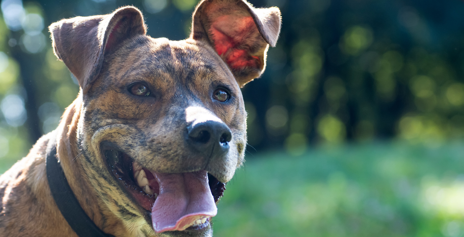 A pale brindle Staffordshire Bull Terrier with their tongue hanging out