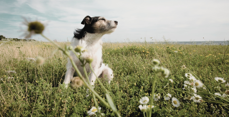 Jack Russell Terrier sits in a field looking to the right