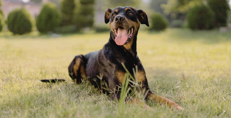 A Doberman with a tail and floppy ears lying in the grass with their tongue out