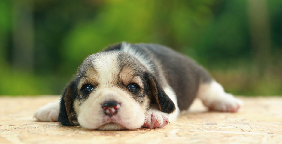 A tiny Bassett Hound puppy lies on a pale surface looking at the camera