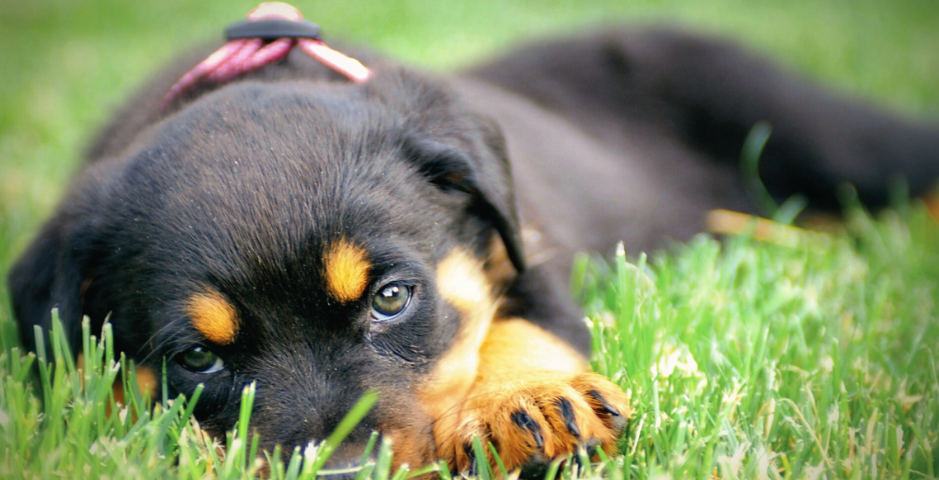 A Rottweiler Puppy lies in the grass, looking at the camera