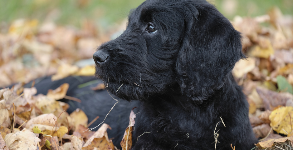 A Black Labrador puppy lies amongst leaves, looking into the distance