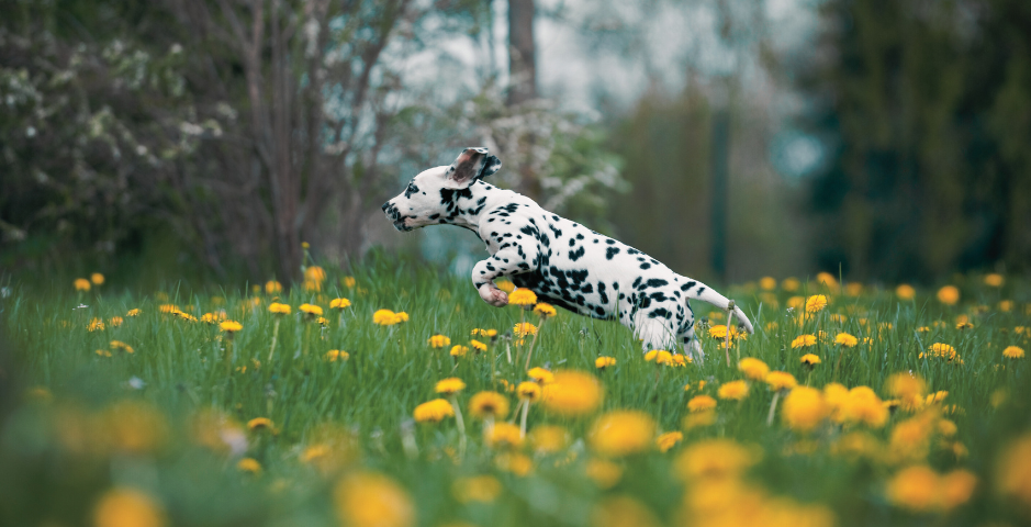 A Dalmatian puppy leaps through yellow dandelion flowers