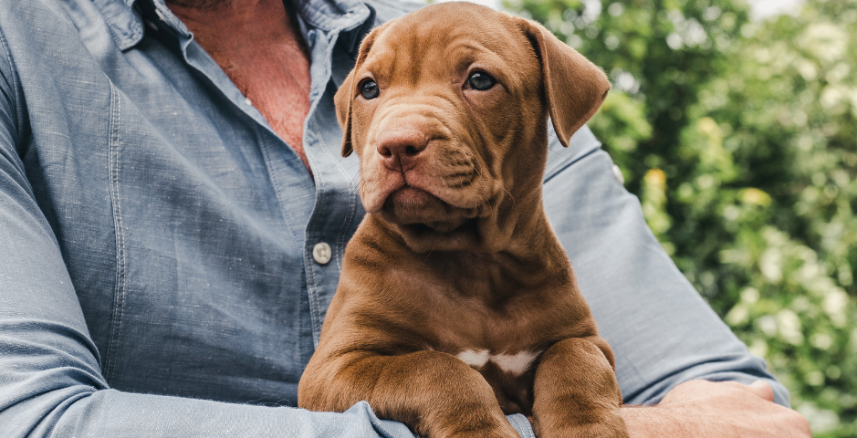 A mastiff puppy watches from a man's arms