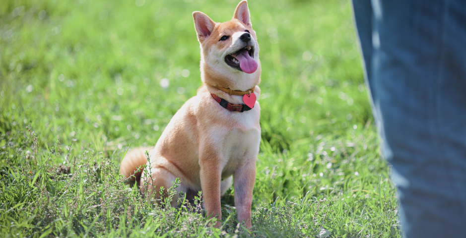 A Shiba Inu sits and looks at their human