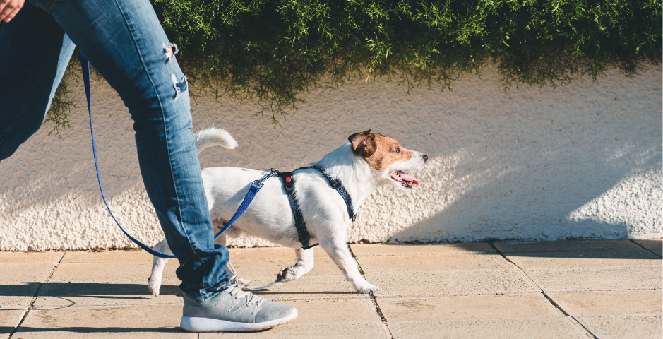 A Jack Russell Terrier walks on a lead next to their human's legs